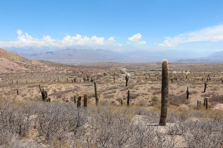 Los Cardones National Park, Argentina