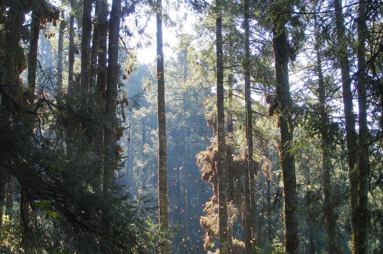 Monarch butterflies clustering on the trunks and branches of oyamelsat at Chincua Sanctuary, Mexico