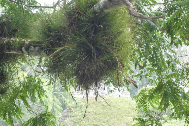 Air Plant (Tillandsia sp.), Tikal National Park, Petén, Guatemala