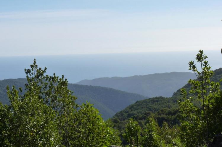 Panorama of Alerce Costero National Park, Chile