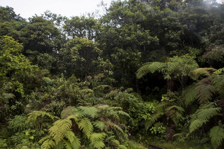 Alto Mayo Protection Forest, Peru