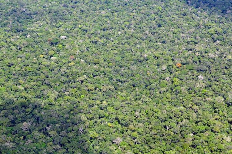 Aerial view of the Amazon Rainforest, near Manaus, the capital of the Brazilian state of Amazonas