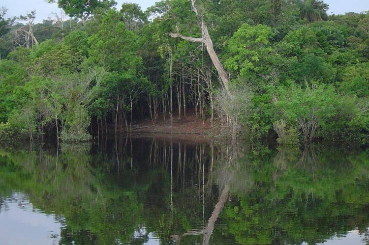 Flooded area in the Amazon Rainforest