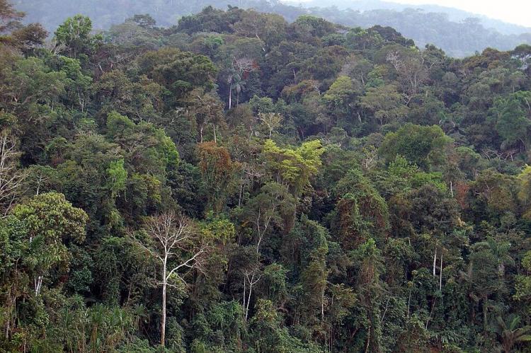 Amazon Rainforest, Alto Madre de Dios River, Peru