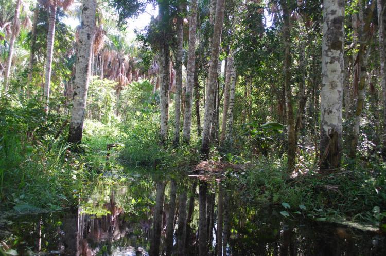 Swamp in Amazon rainforest