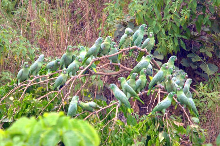 Mealy Amazons near clay lick at Tambopata National Reserve, Peru