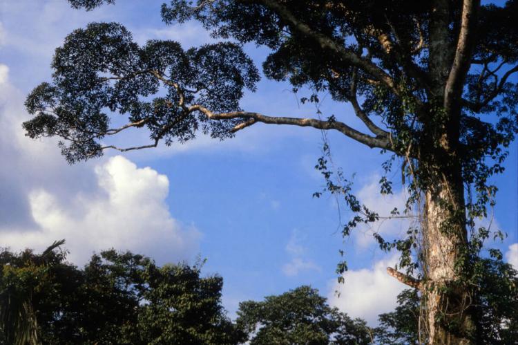 Vochysia grandis, tallest tree species in Amazonia, Yasuni National Park, Ecuador