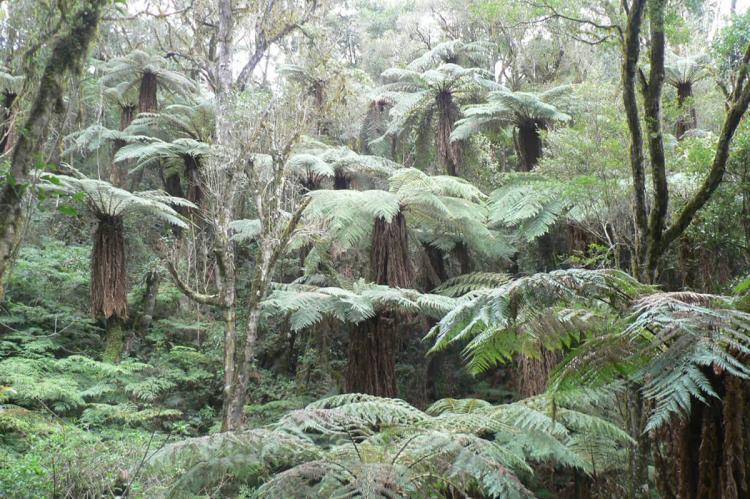 Tree ferns in Amboró National Park, Santa Cruz, Bolivia