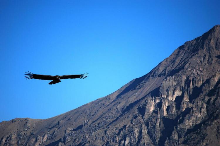 Andean Condor at Colca Canyon, Peru
