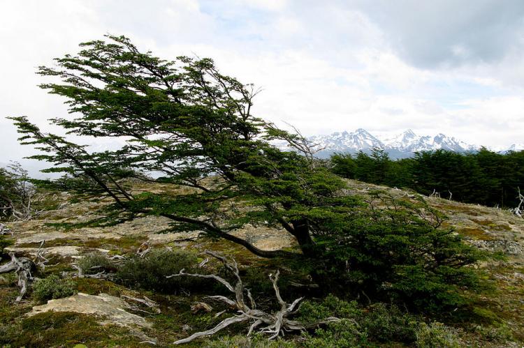 The Antarctic beech ( Nothofagus antarctica ) at the Tierra del Fuego National Park