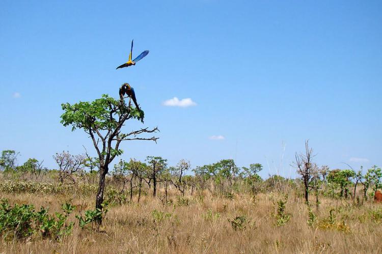 Emas National Park, Goiás, Brazil