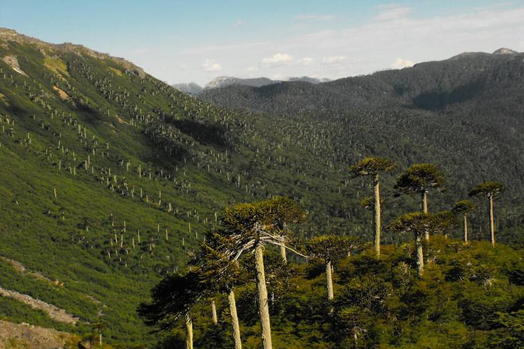 Sierra Nevada, Conguillío National Park - Araucarias Biosphere Reserve (Chile)