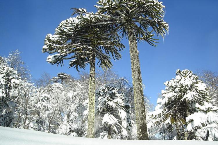 Araucaria araucana in Conguillio National Park, Chile