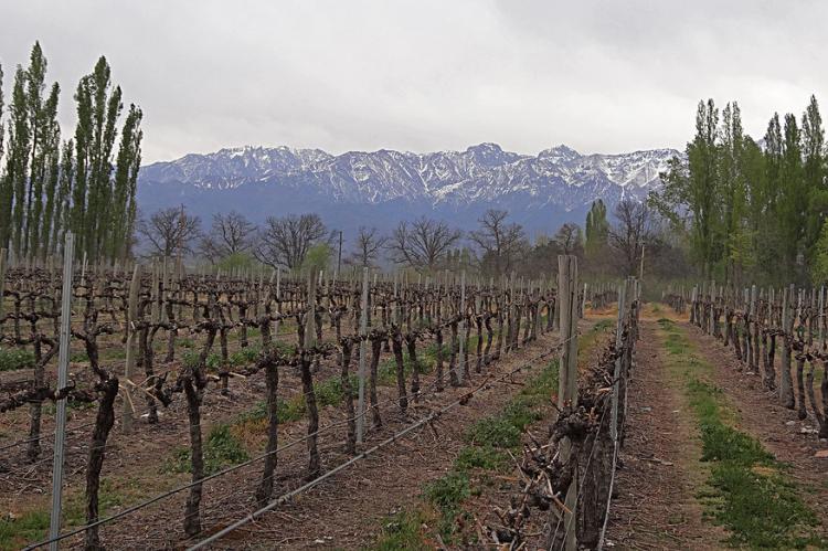 Vinyards Salentein, Mendoza, Argentina