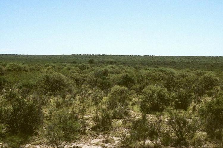 Argentine Monte vegetation