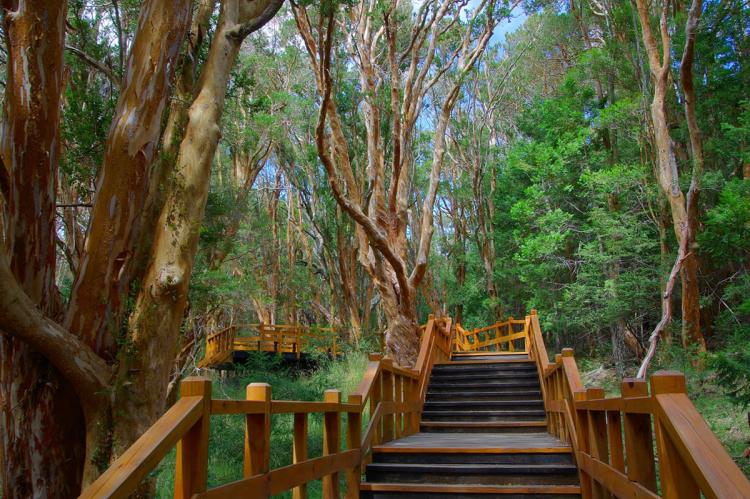 Arrayanes forest, Los Arrayanes National Park, Argentina