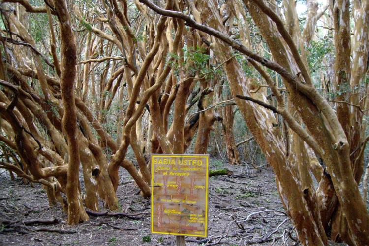 Arrayanes forest, Los Arrayanes National Park, Argentina