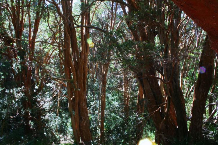 Arraynes forest, Los Arrayanes National Park, Argentina