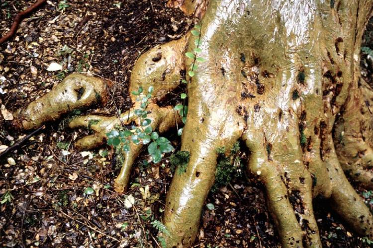 Base of Arrayanes tree, Los Arrayanes National Park, Argentina