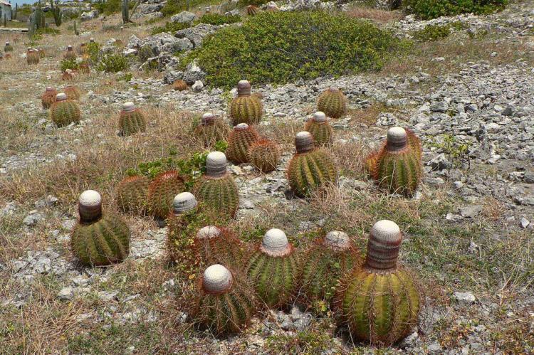 Cactus growing near Baby Beach in southeast Aruba