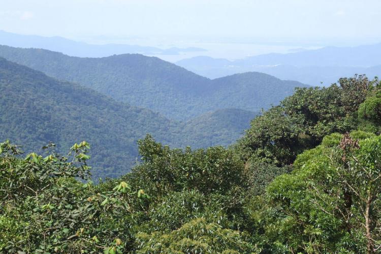Atlantic Forest in the Serra do Mar, Paraná (Brazil)