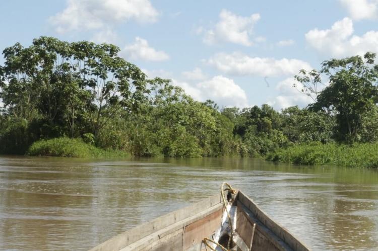 Vegetation along the Atrato River, Colombia