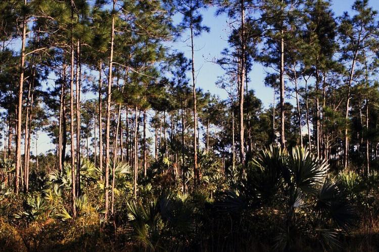 Bahamian Pine Forest