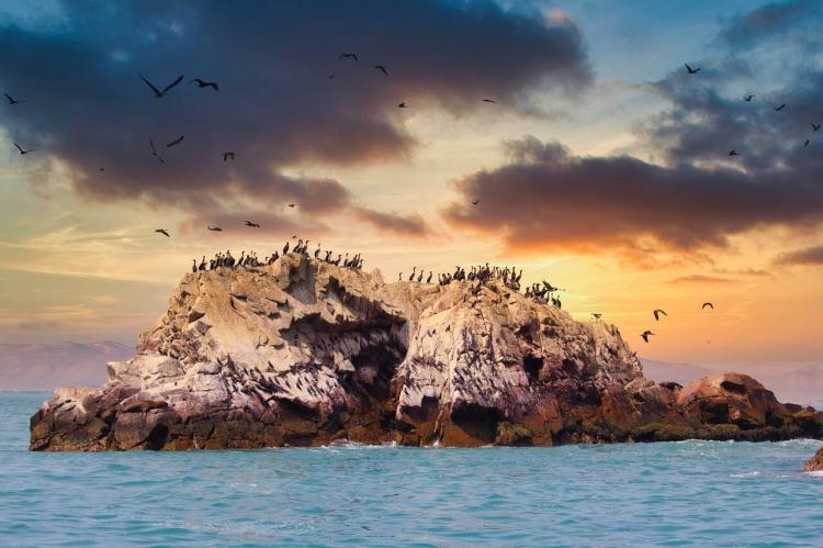 Seabird colony, Ballestas Islands - Paracas, Peru