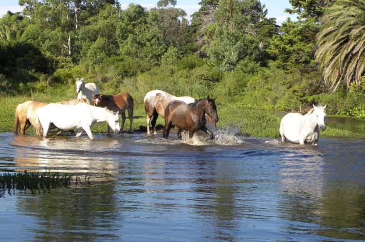Bañados del Uruguay