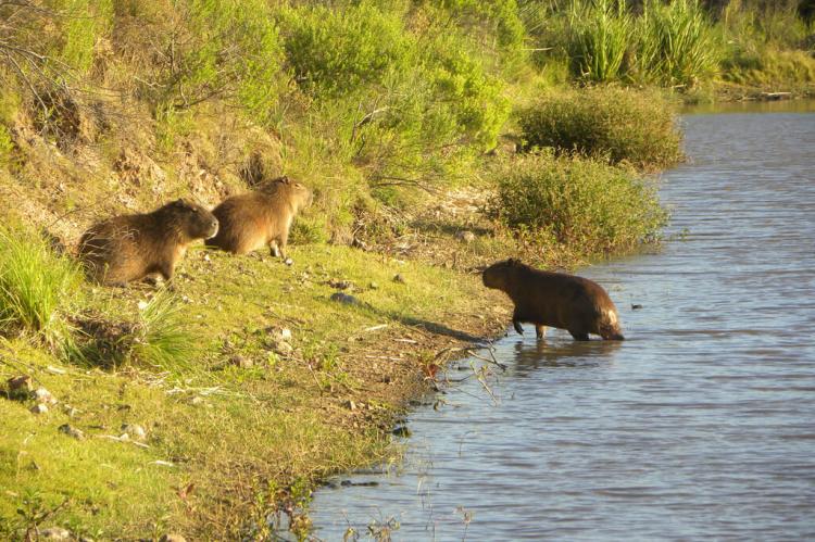 Bañados del Uruguay