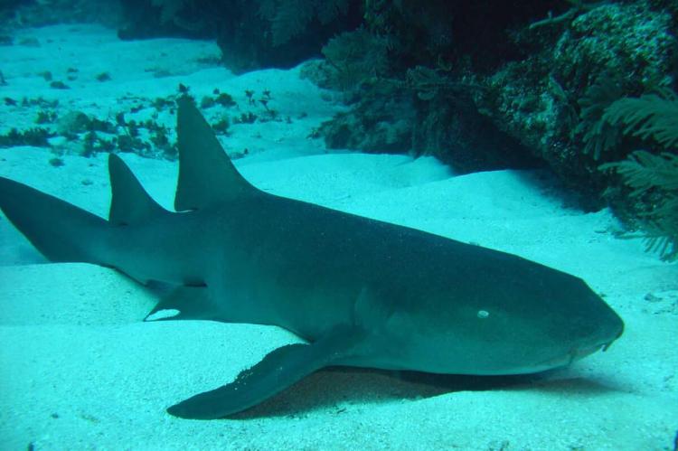 Banco Chinchorro, Mexico