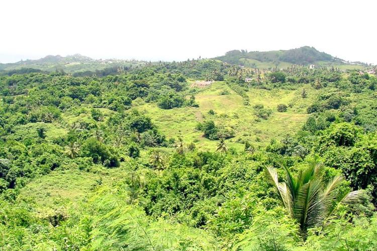 Barbados Flower Forest