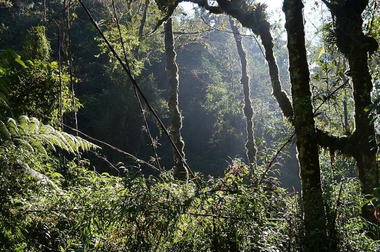 Baru National Park forest, Panama