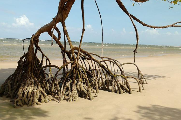 A beach on Marajó Island, Pará, Brazil