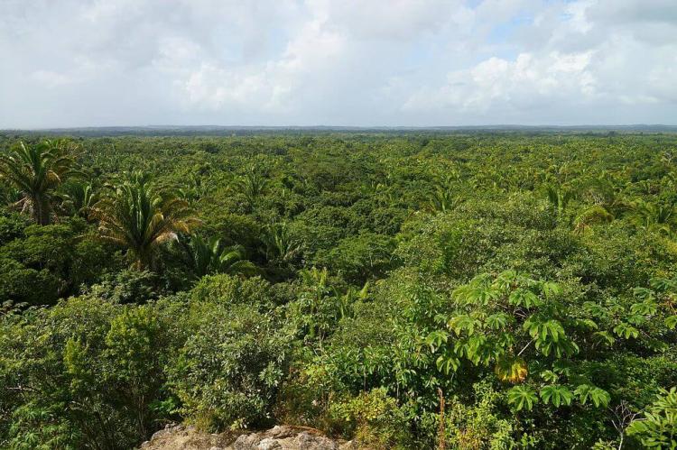 Belize forest panorama
