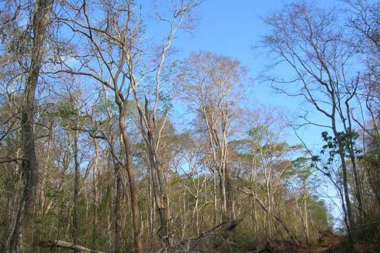 Dry forest in Bolivia