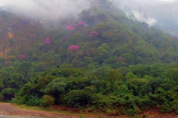 Cloud forest, Parque Nacional Amboró, Bolivia