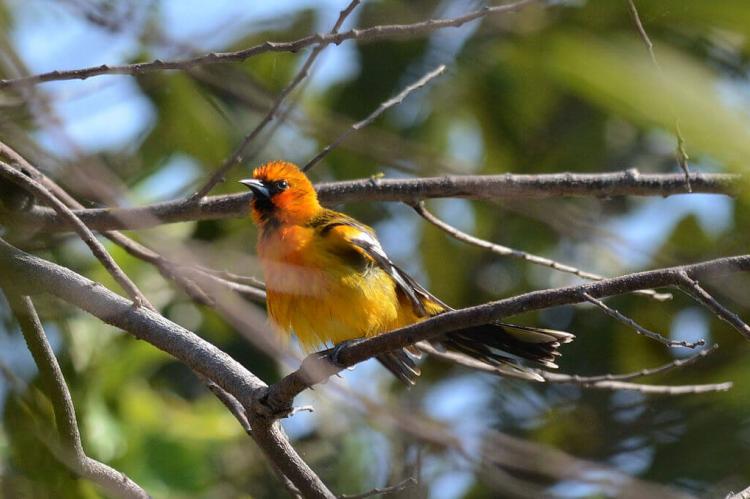 Streak-backed oriole (Icterus pustulatus) in Balneario Las Huertas, Tlaquiltenango, Morelos, Mexico