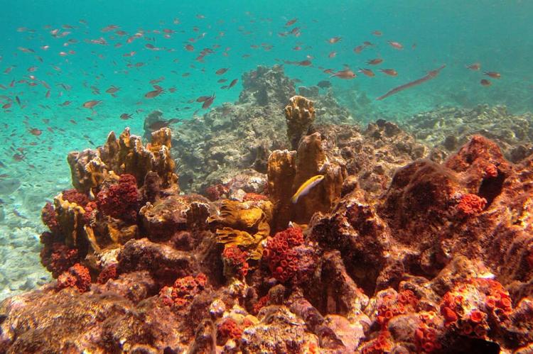 Bonaire marine life