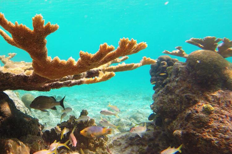 Bonaire marine life