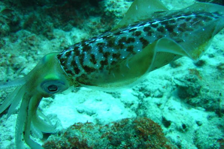 Squid at Calabas Reef off the Divi Flamingo hotel pier, Island of Bonaire