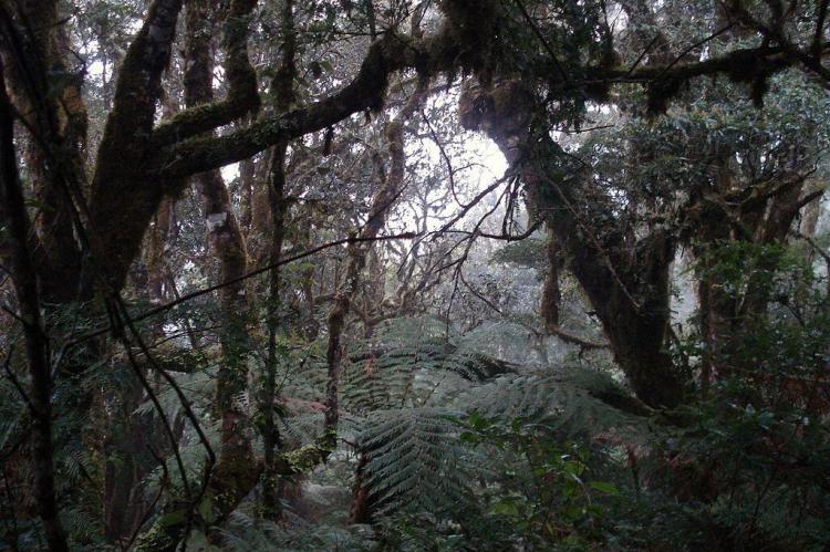 Cloud forest in Amboró National Park, Santa Cruz, Bolivia