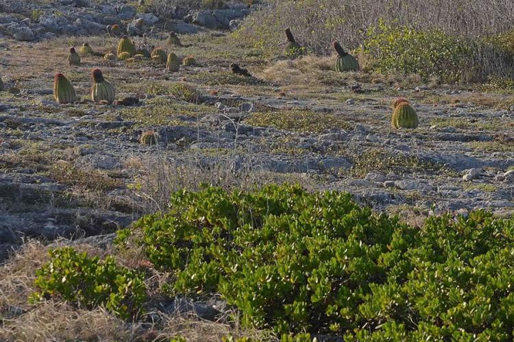 Guánica State Forest, Puerto Rico