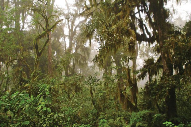 Cloud forest, San Andrés, Salta Province, Argentina