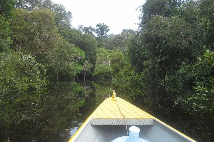 Flooded forest in Campos Amazonicôs National Park, Brazil
