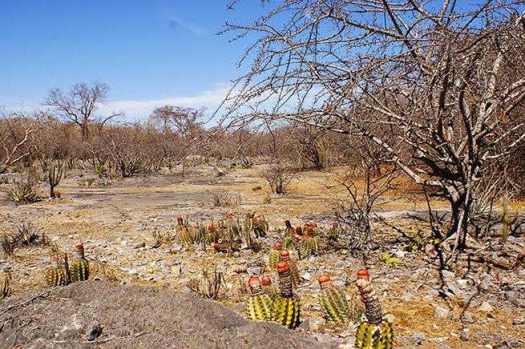 Caatinga biome landscape, Brazil