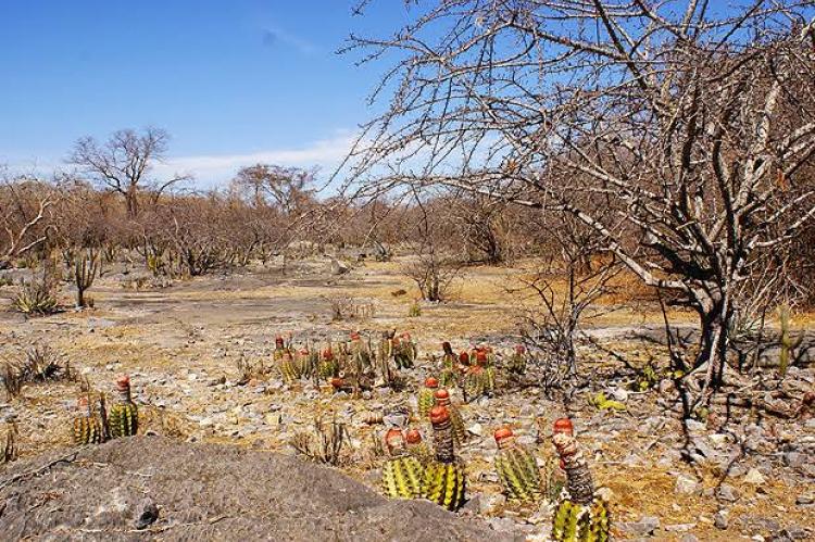 Caatinga vegetation and biome, Brazil