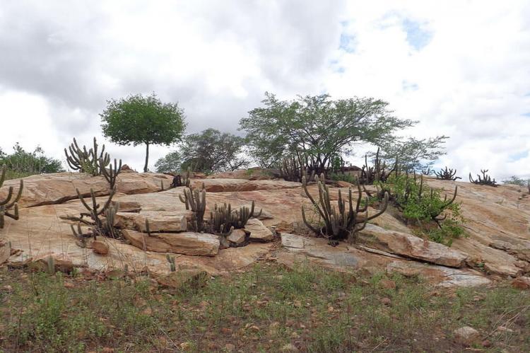 Caatinga landscape, Brazil
