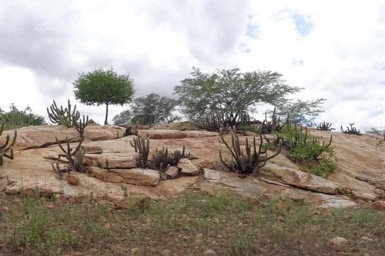 Caatinga landscape, Brazil 