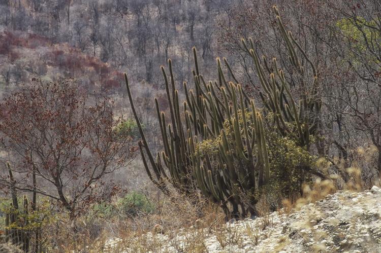 Caatinga landscape, Brazil